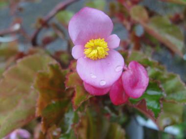 Billede af blomst